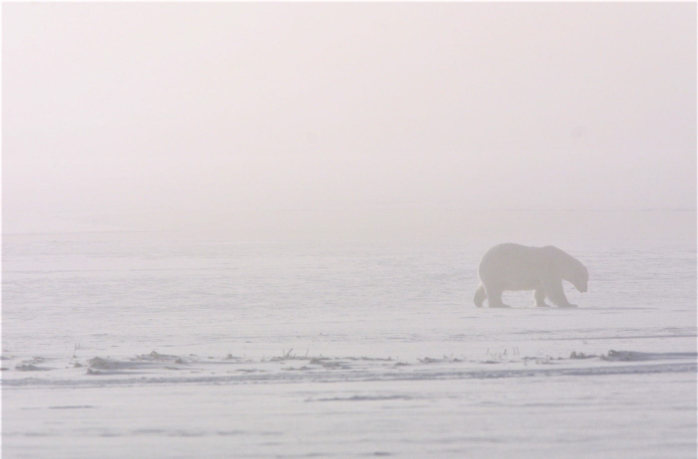 Side silhouette of a polar bear walking in the fog over snow.