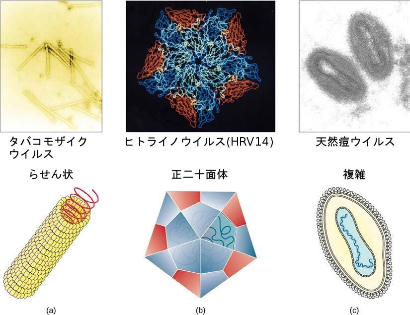 生物学 第2版 第21章 ウイルス Japanese Translation Of Biology 2e By Better Late Than Never Medium