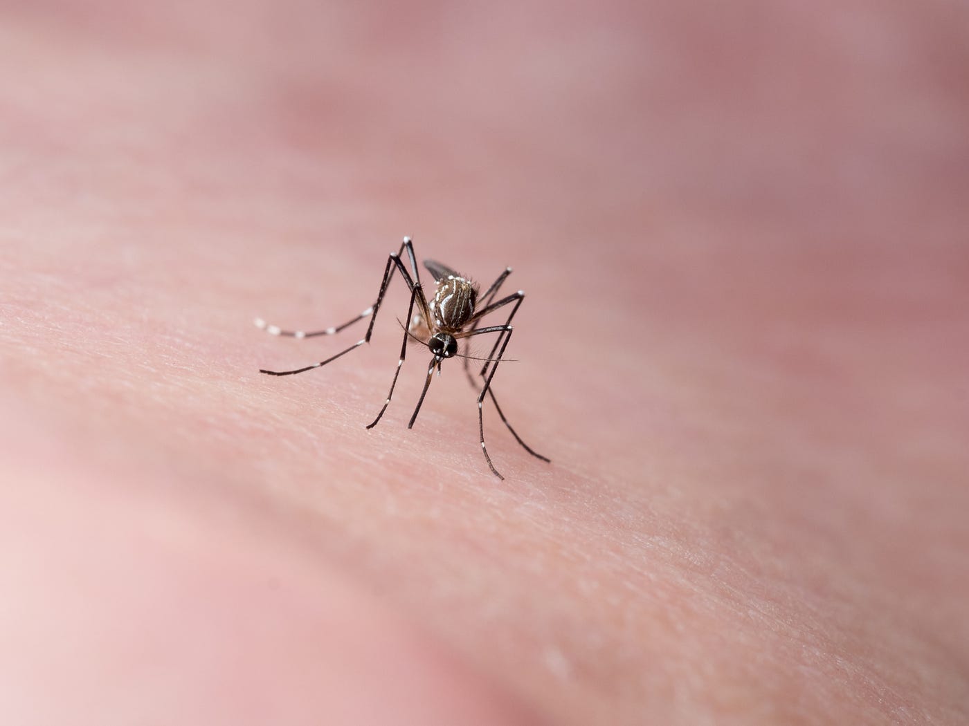 A close-up of a mosquito sitting on human skin.