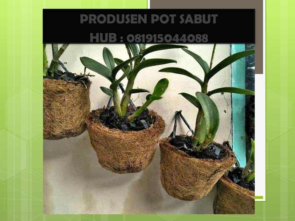 Terbaik Dari Pot Gantung Jogja - Bunga Hias