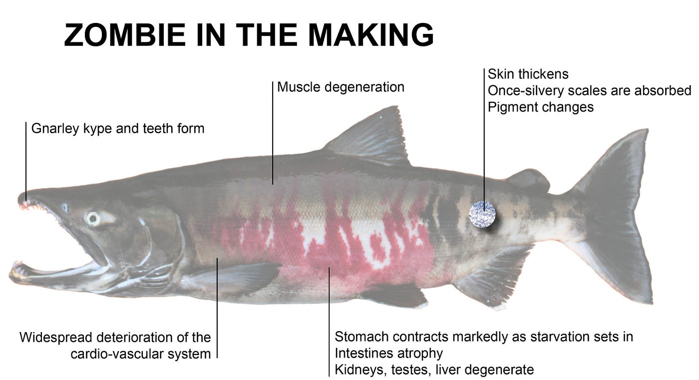 diagram showing the progression of deterioration that salmon go through as they initiate spawning