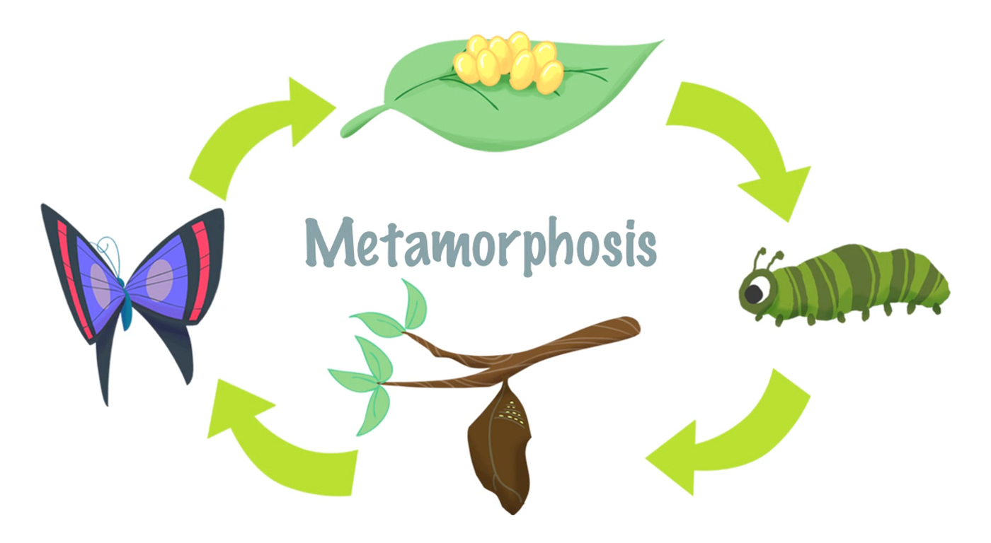 Mini Lesson Plan Metamorphosis by Estella Cheong LittleLives