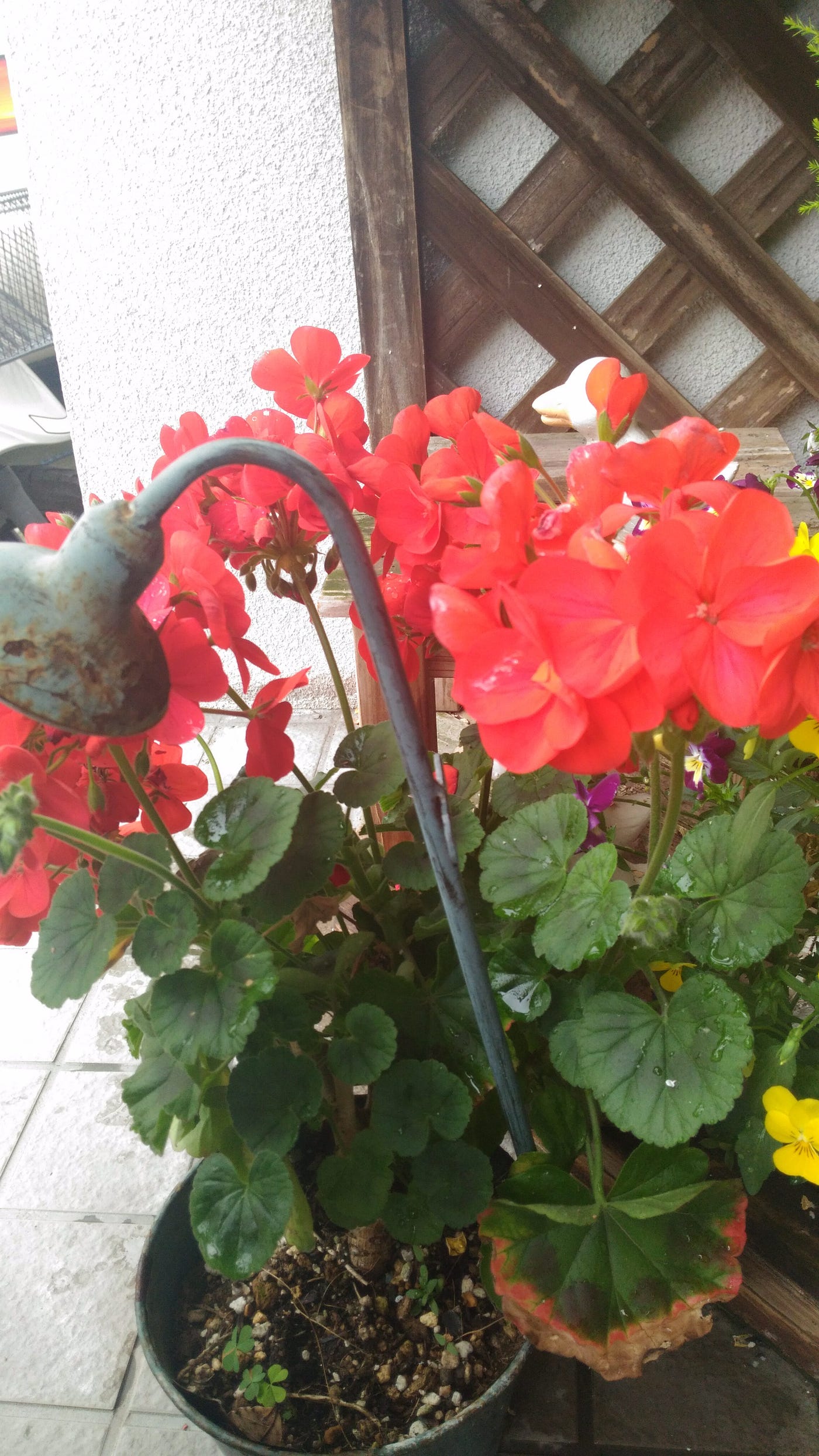君ありて幸福 素敵な花言葉を持つ赤いゼラニウムが美しく咲いています もともとゼラニウムを育てて By Keiko Yamamoto Medium