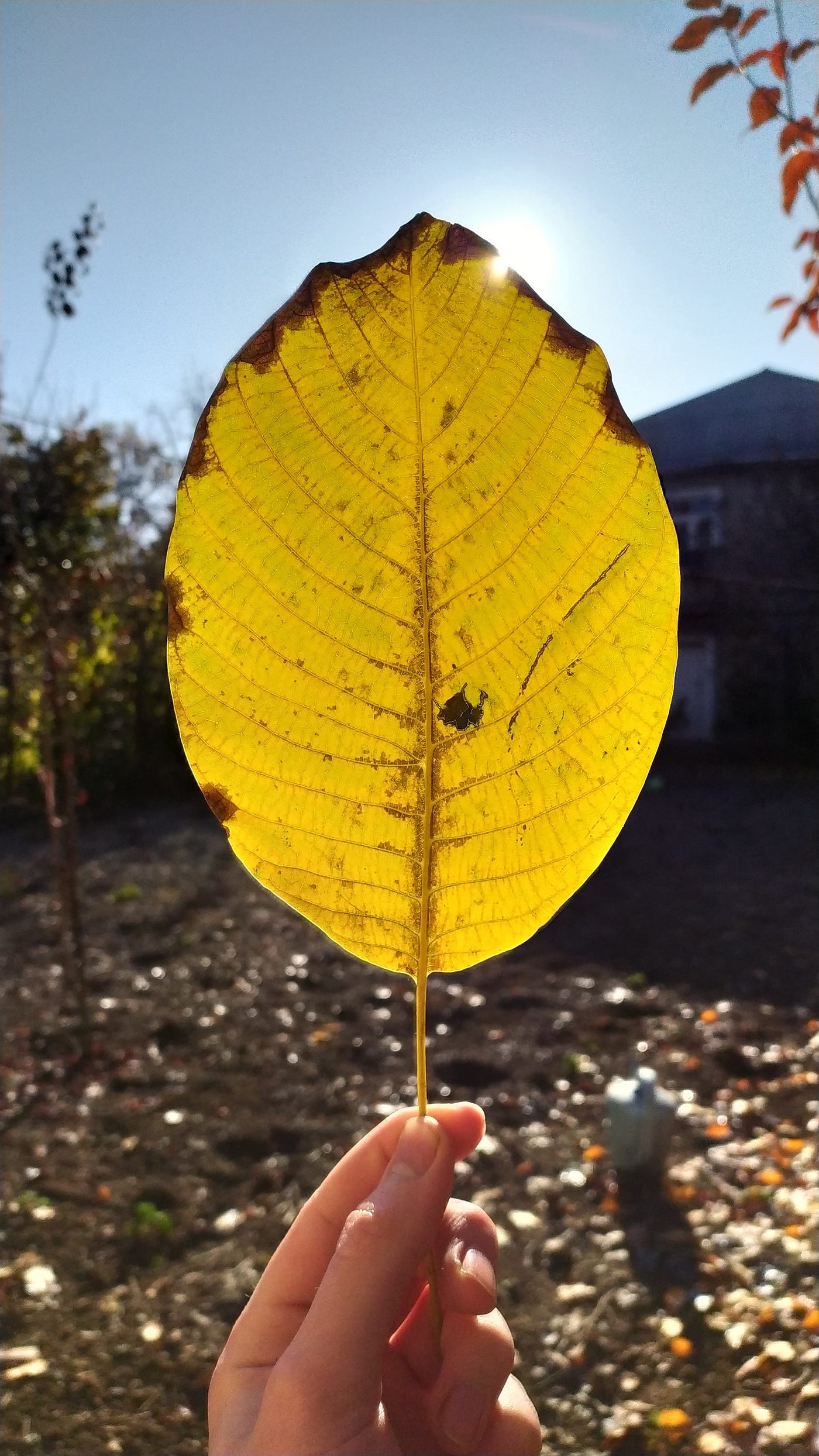 Yellow leave of a tree.