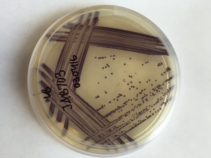 A petri dish with probiotics in it.