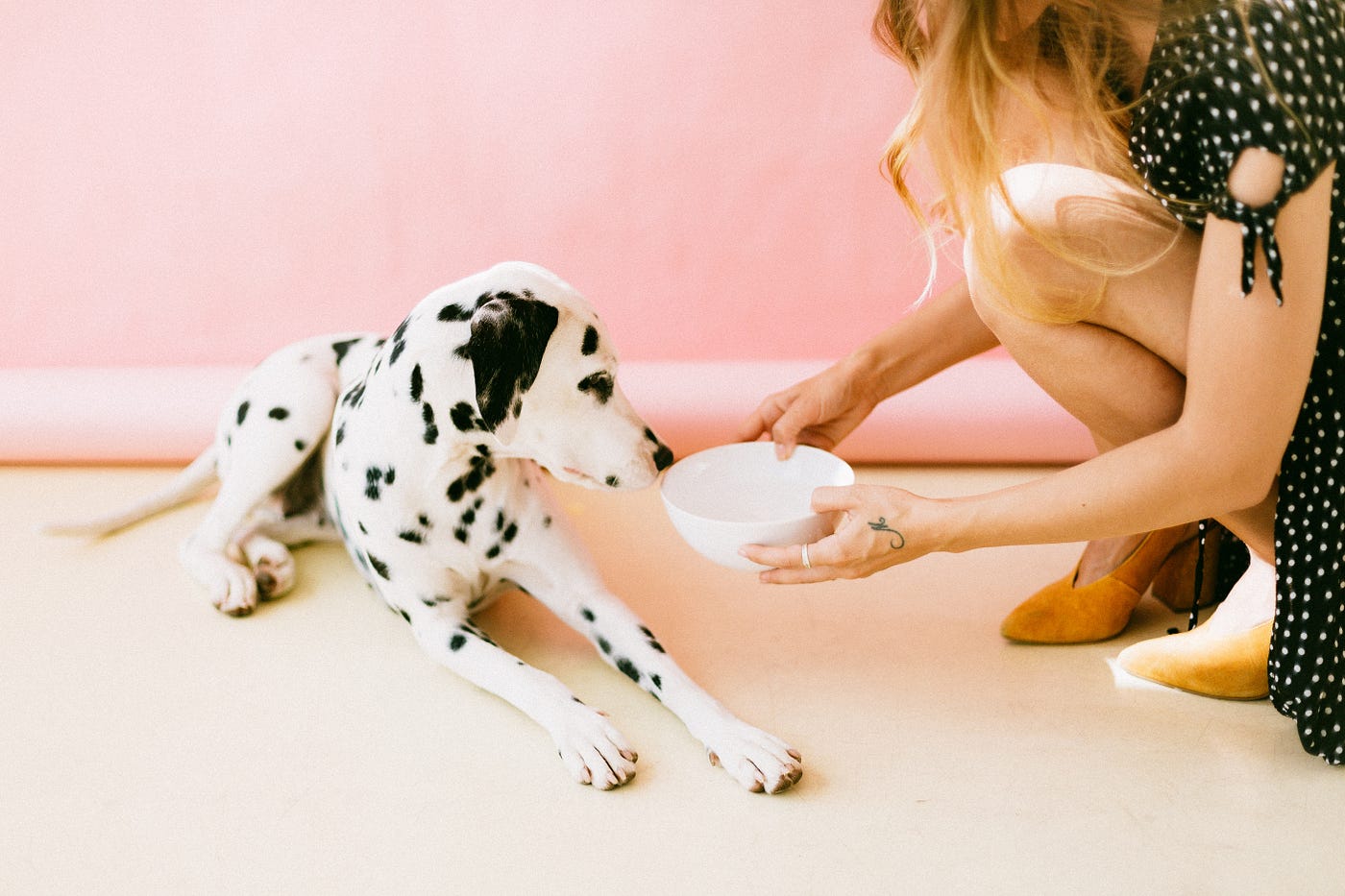 There is a dalmatian dog on the floor and they are being handed a bowl by the owner to eat out of. The girl is wearing a spotty dress and is crouched down beside the dog.