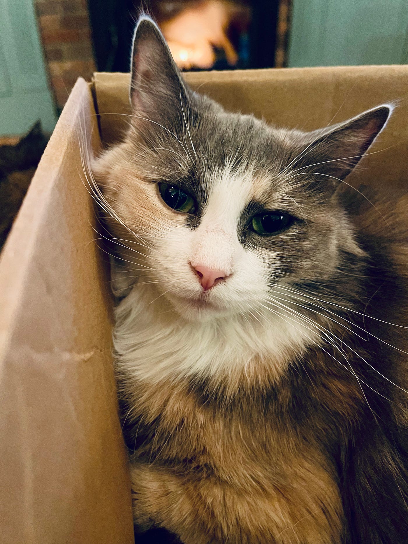 Content, multi-colored cat in a cardboard box