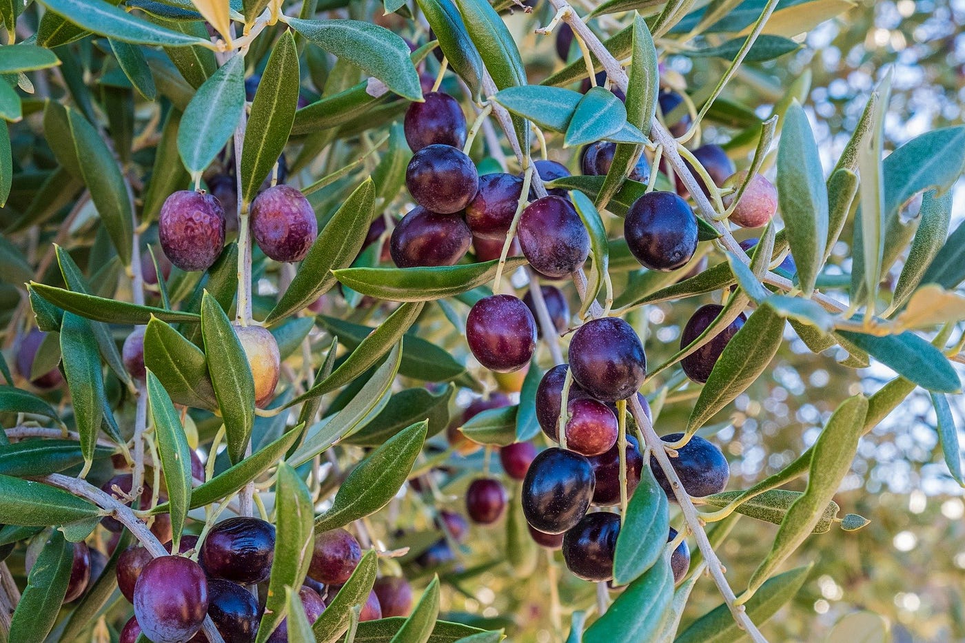 Olives—You Either Love Them or Hate Them by Abbey Food Science