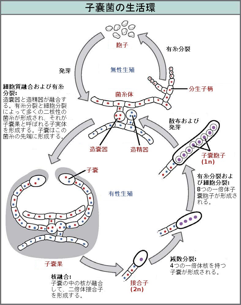 子嚢菌門