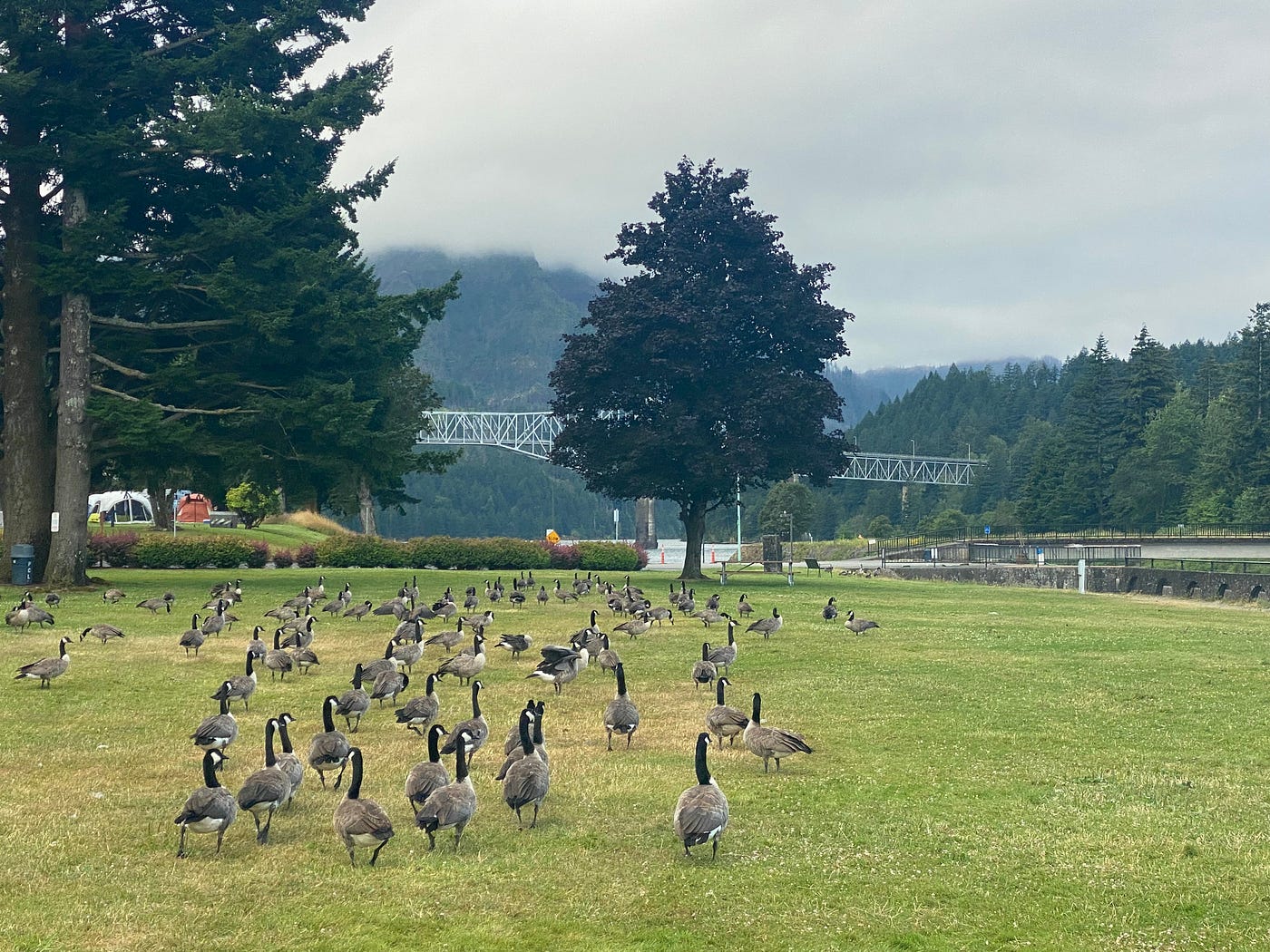 Flock of Geese iPoetry Medium