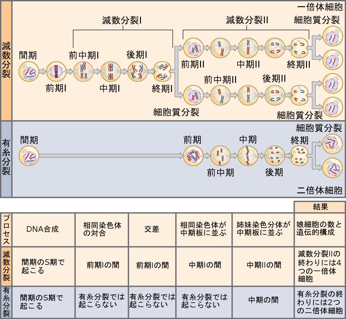 生物学 第2版 第11章 減数分裂および有性生殖 Japanese Translation Of Biology 2e By Better Late Than Never Medium 生物学 第2版 第11章 減数分裂および有性生殖 Japanese Translation Of Biology 2e By Better Late Than Never Medium