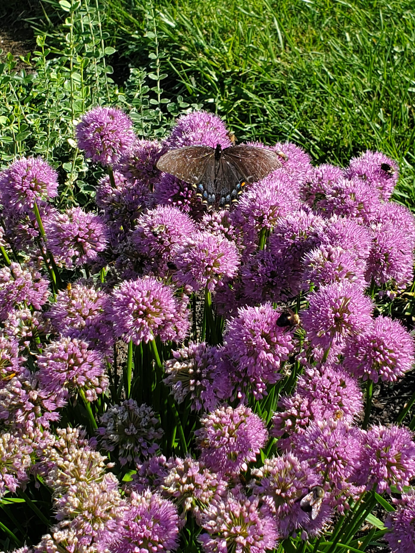 the-last-days-of-summer-bees-and-insects-are-making-the-most-of-by