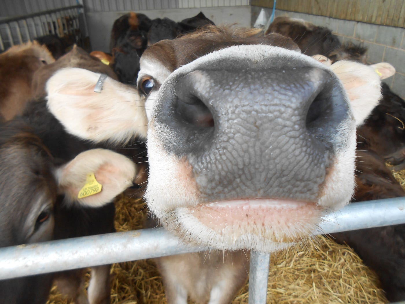 Interview Chilly Cow Ice Cream. If you have been to any of the local