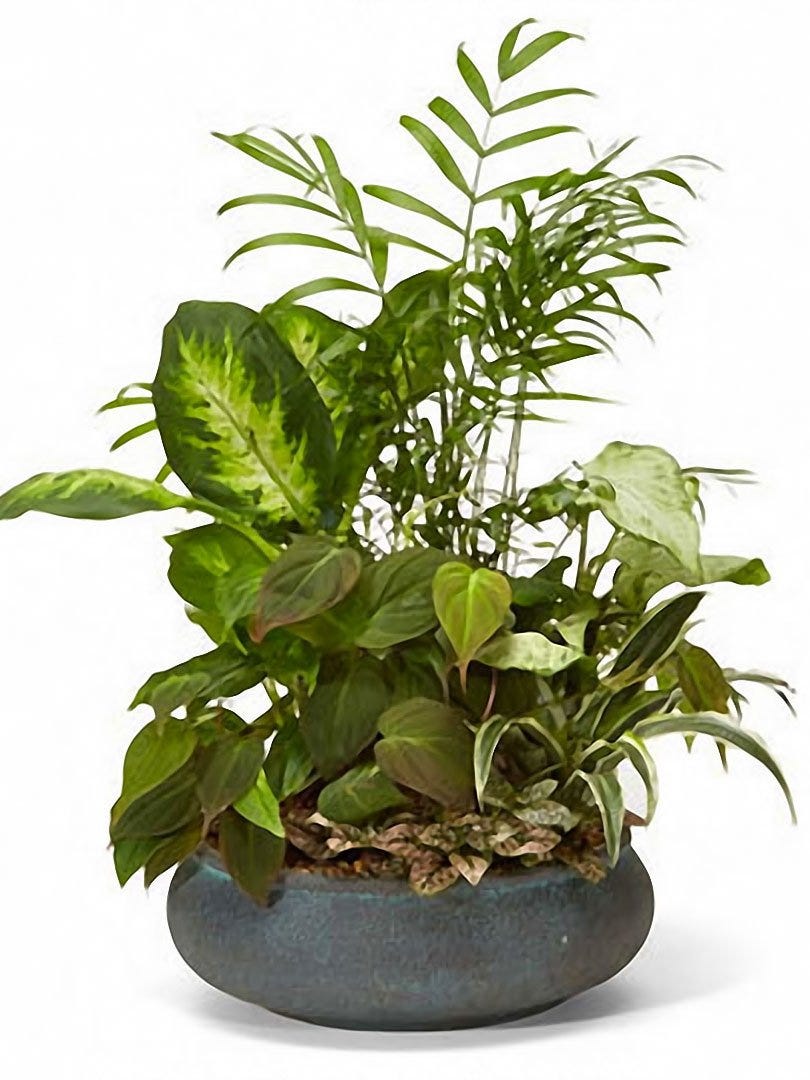 Seasons Minot Medium