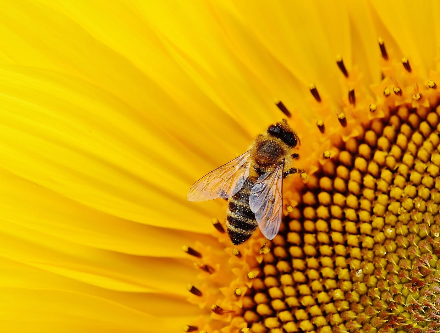 Close up of bright yellow flower with a bee on it.