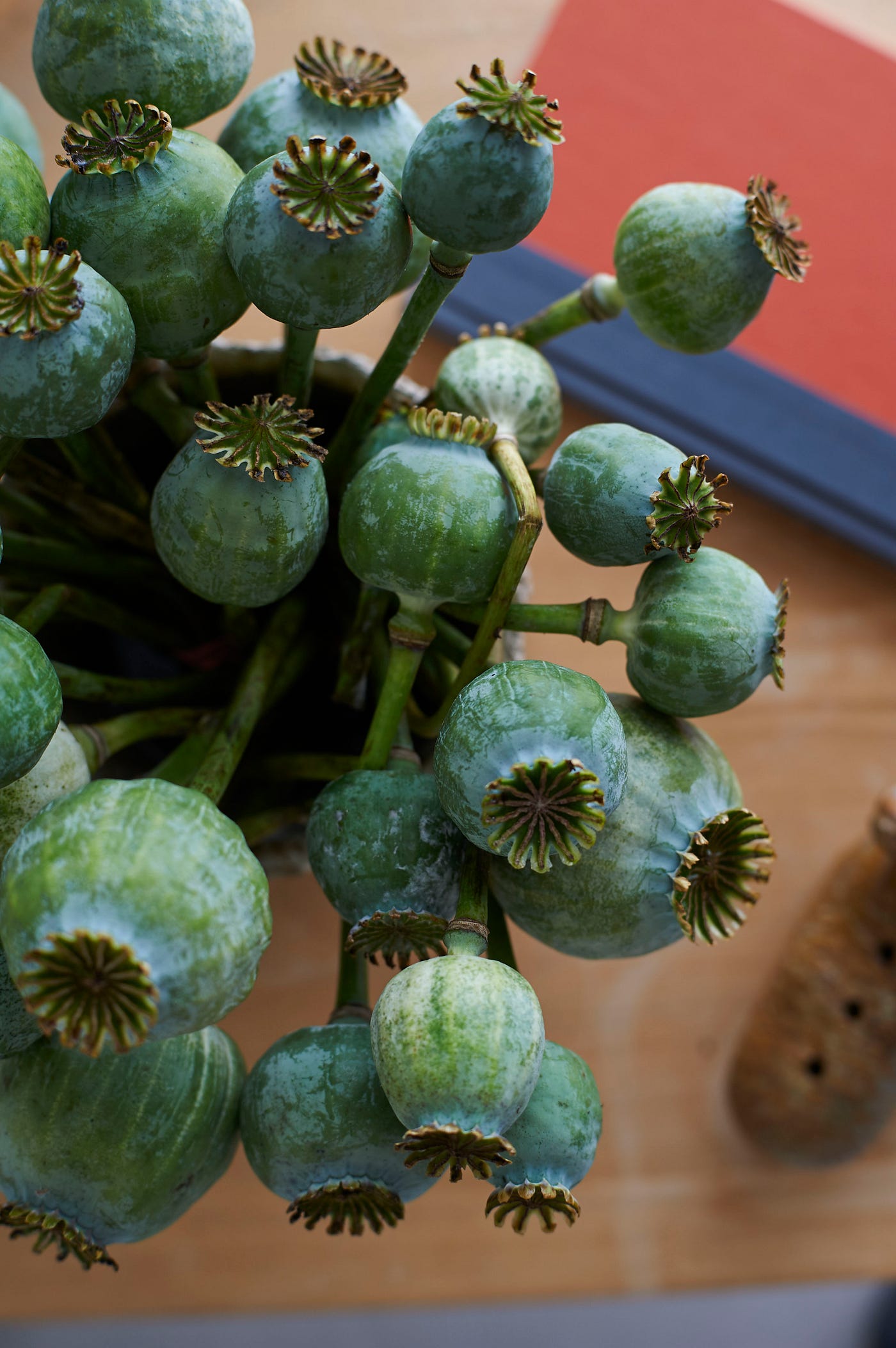 Dried poppy pods.