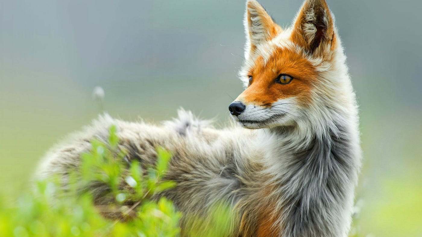Fox story panchatantra