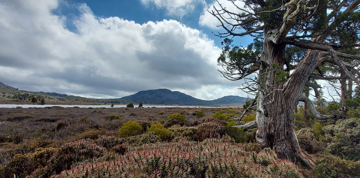 A large pencil pine is on the right of the image. In the foreground is a spiky plant with spiky red flowers that have not yet opened. In the middle ground is low scrub with a lake behind. In the background rises hills. The sky is partly cloudy.