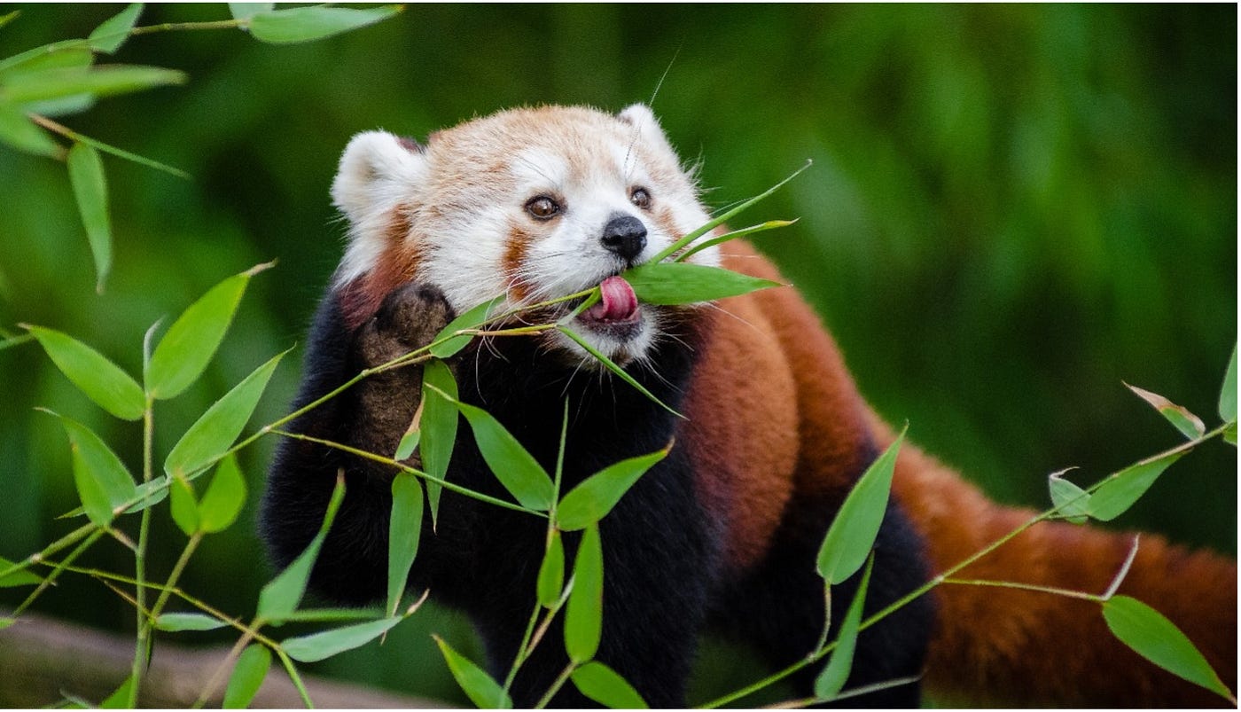 Red Panda Bamboo