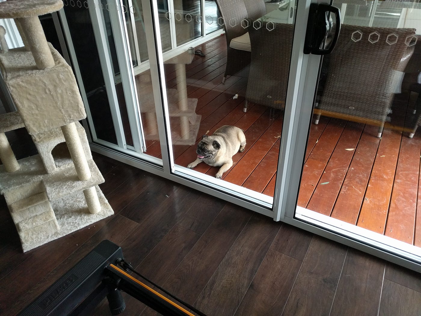 My dog is so fat. Just look at him by Tyson Hauke Medium