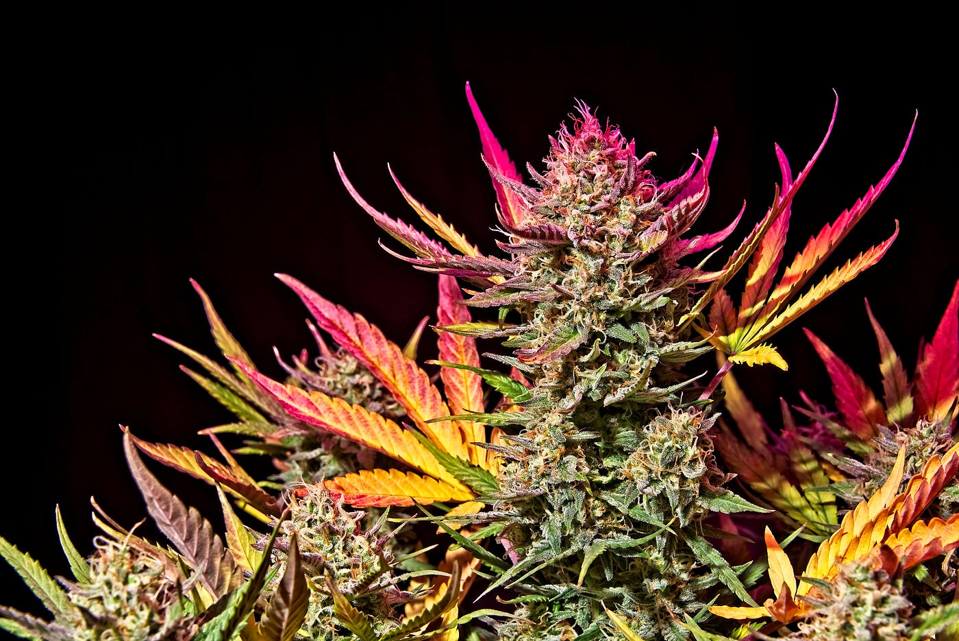 7 Tips and Tricks to Maximize Yields in Autoflowers | by Fast Buds Team |  Medium