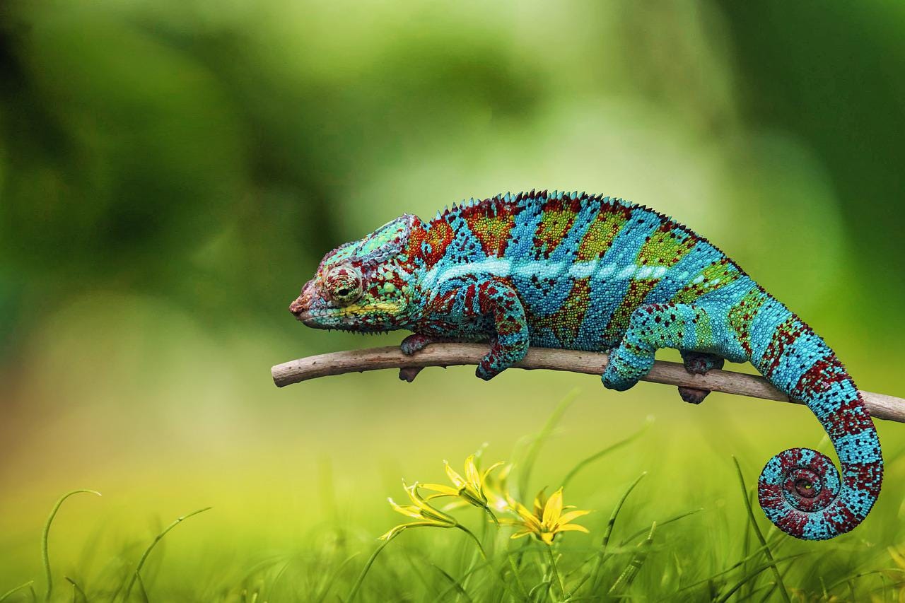 A cameleon on a branch