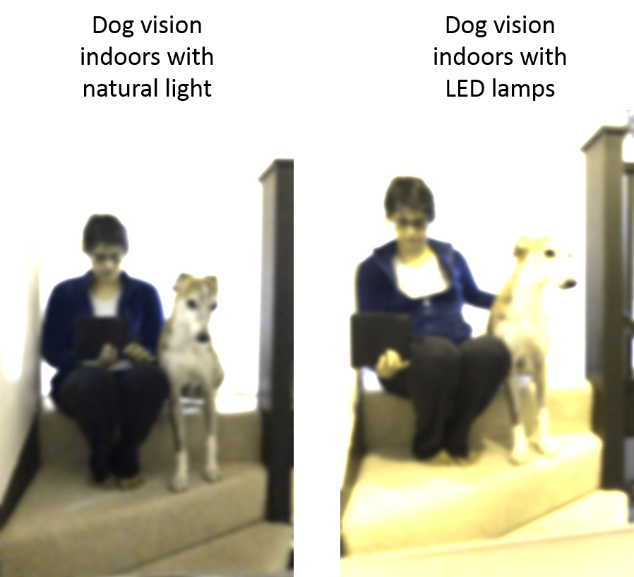 What Does Dog Vision Look Like