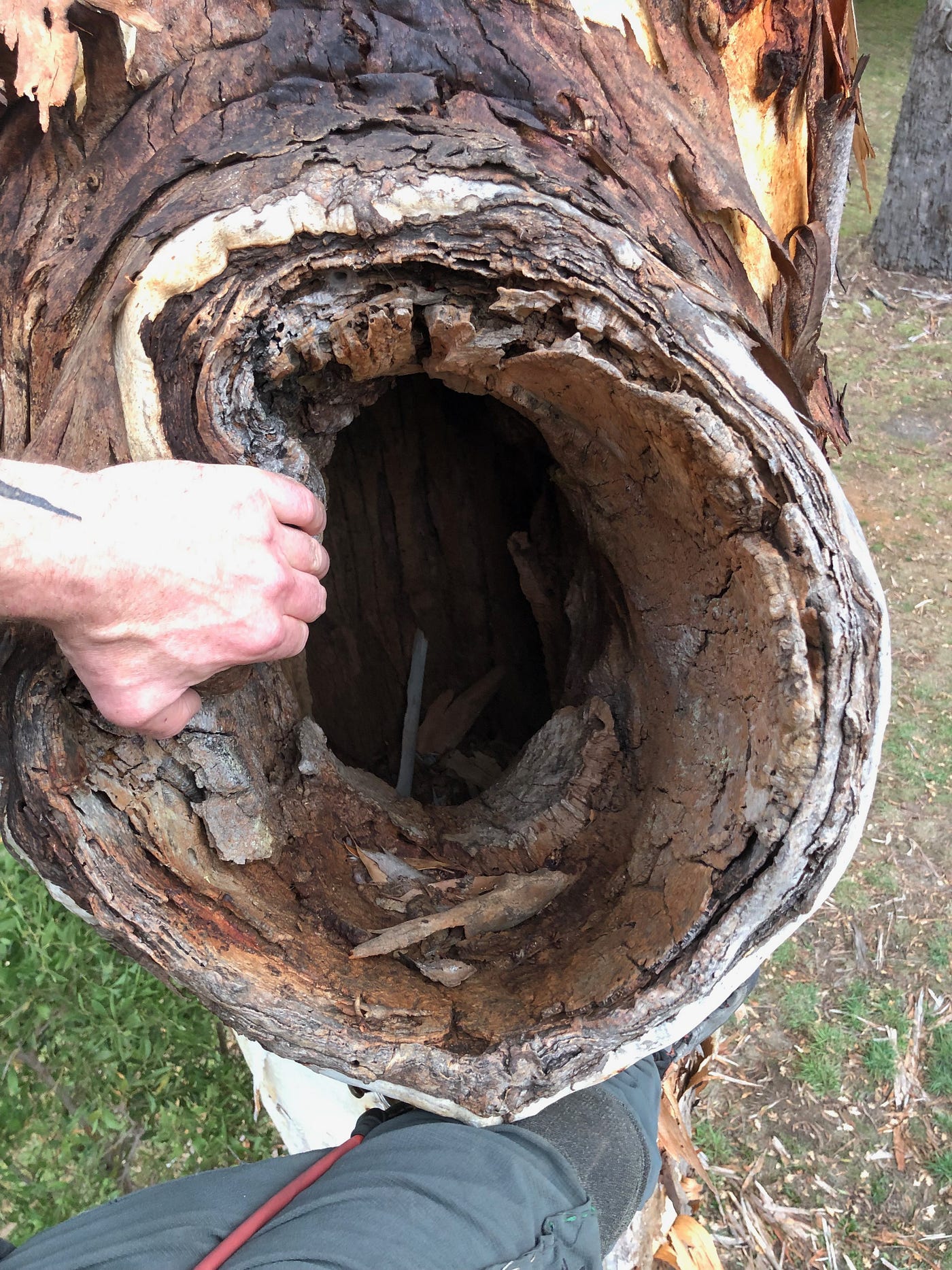 Artificial and Natural Hollows Cannot Withstand Negligence by Tiago