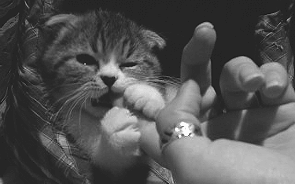 Journalists! Stop biting the hand that feeds you | by Mic Wright | The Malcontent | Medium