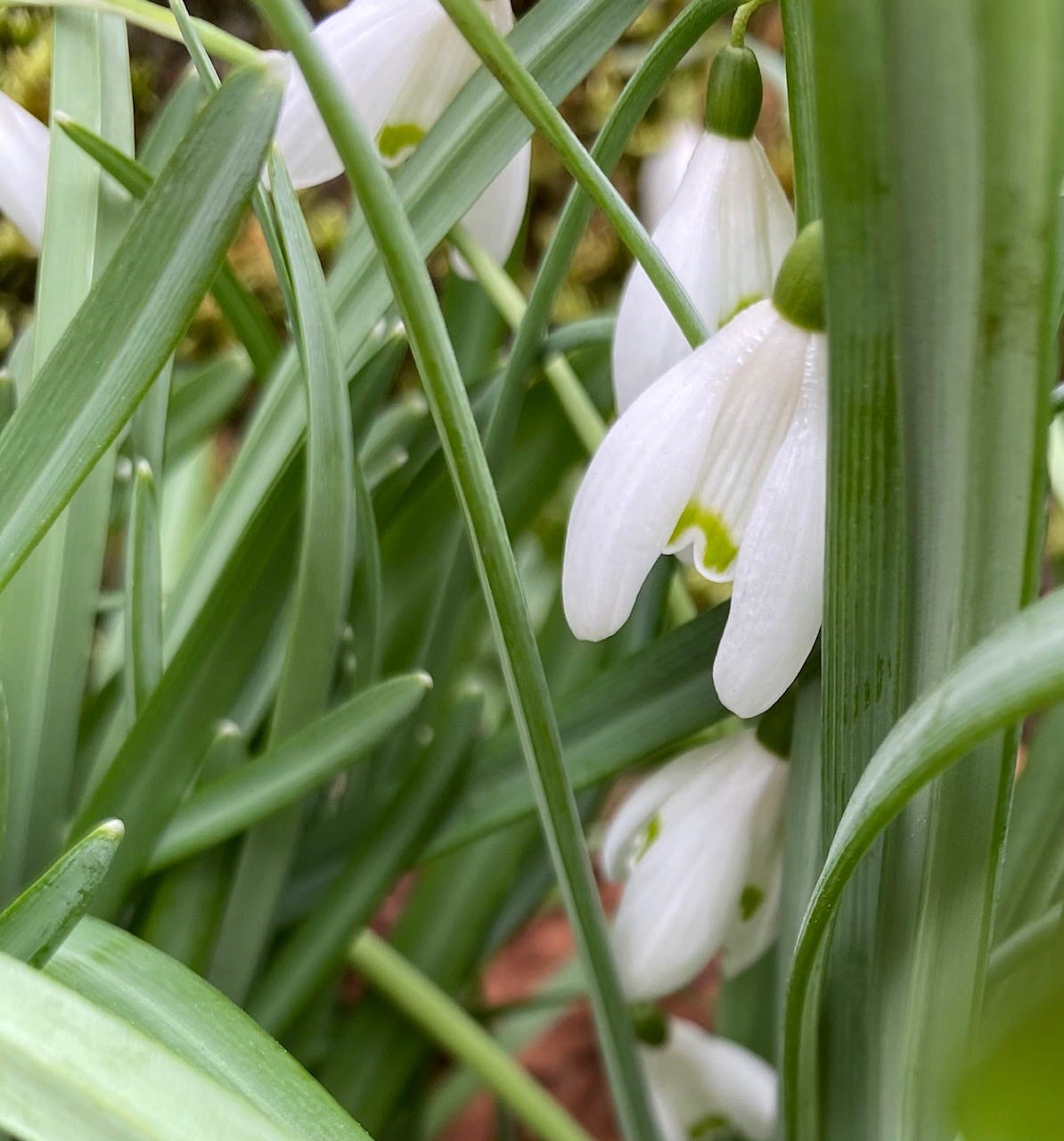 A close up of snowdrops, Patricia Bech