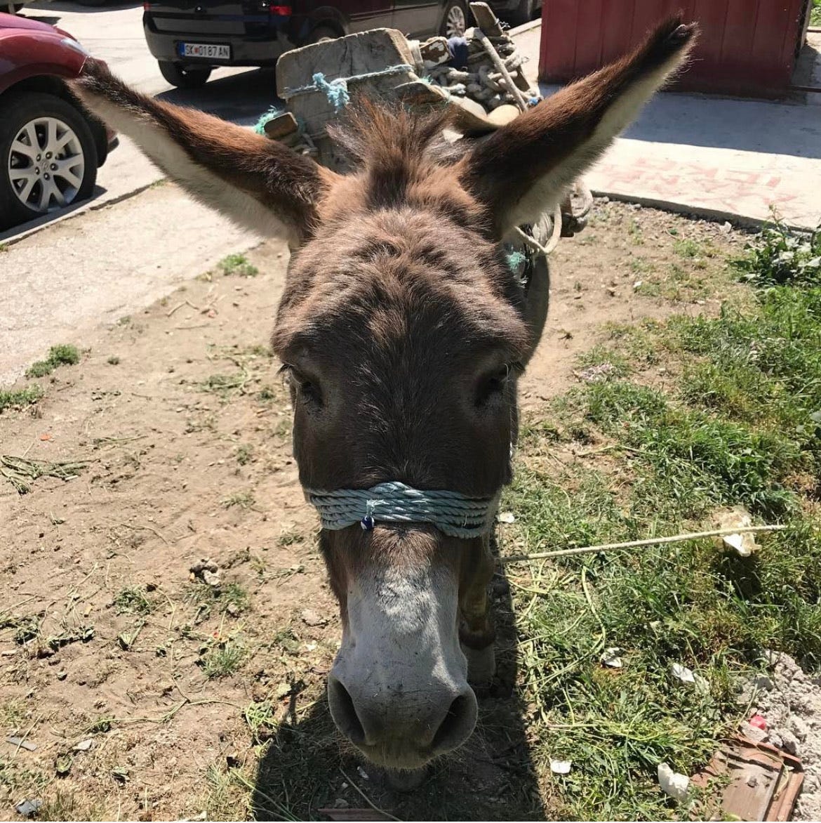 Close up of a donkey’s face staring at you in Macedonia