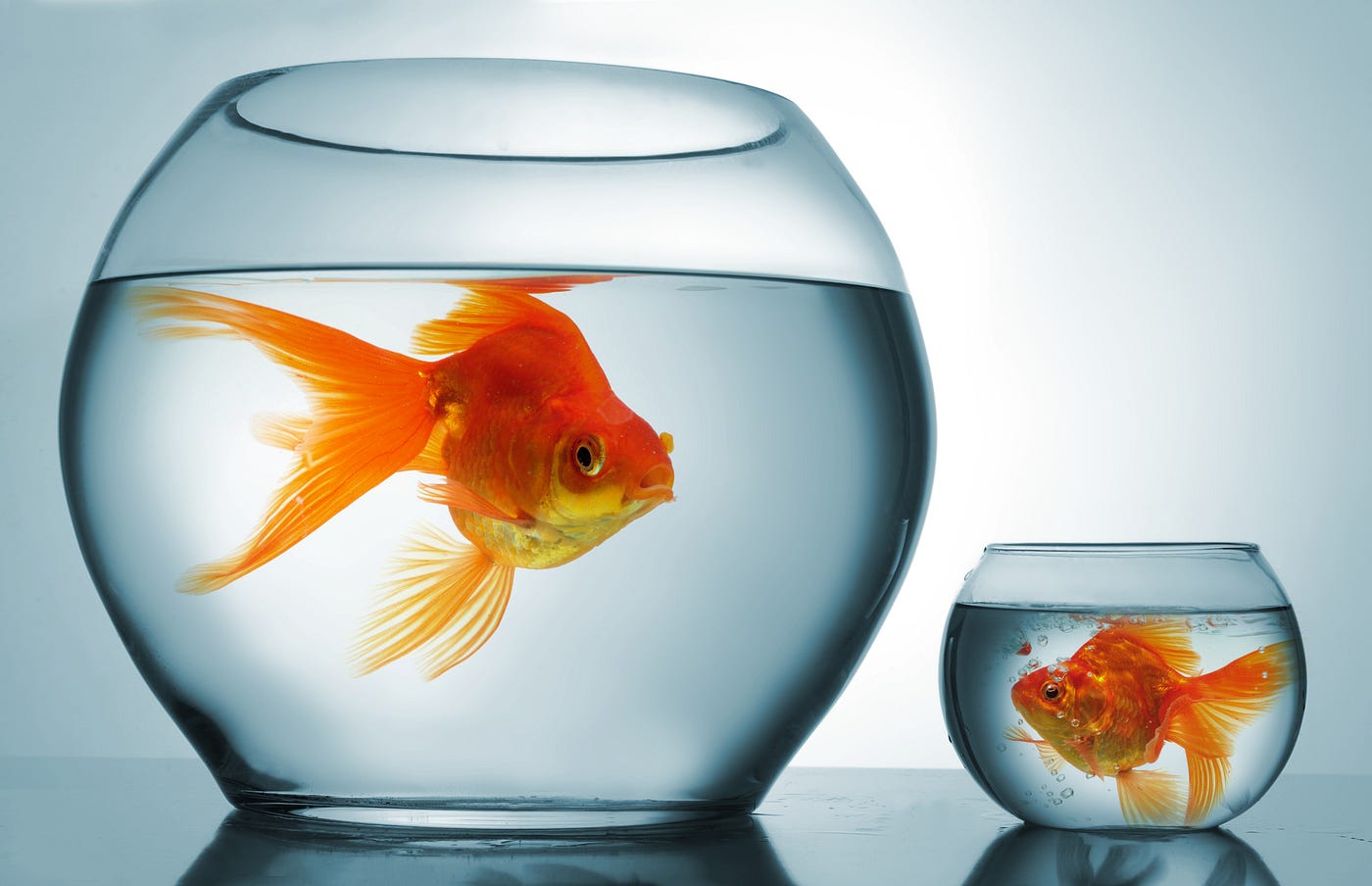 simple goldfish tank