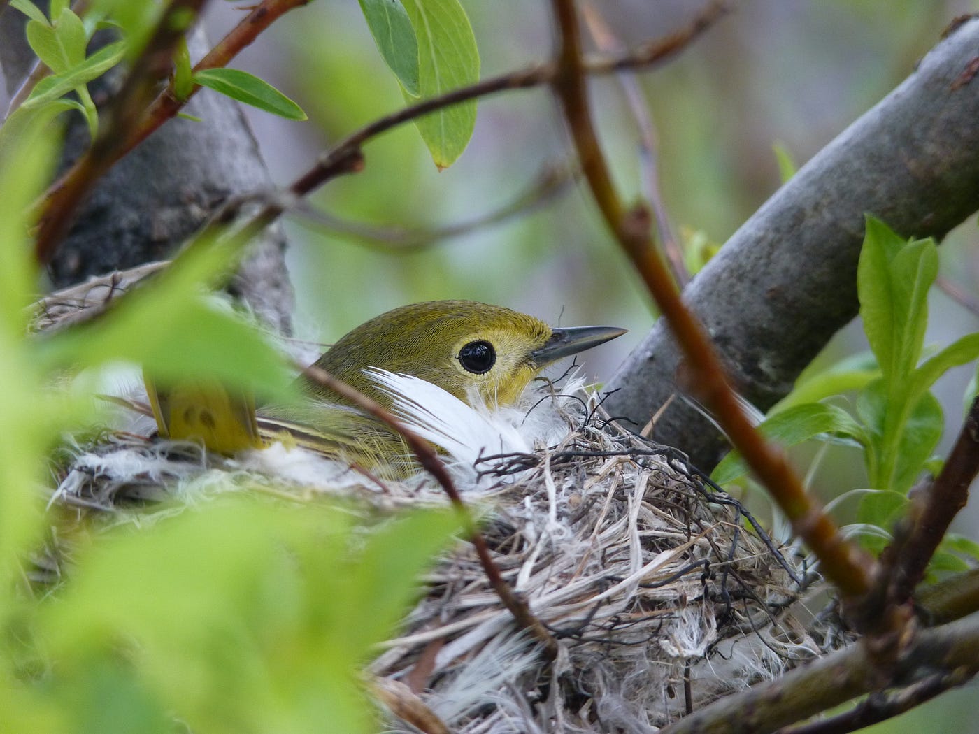 A yellow warbler looks out from its nest in a tree