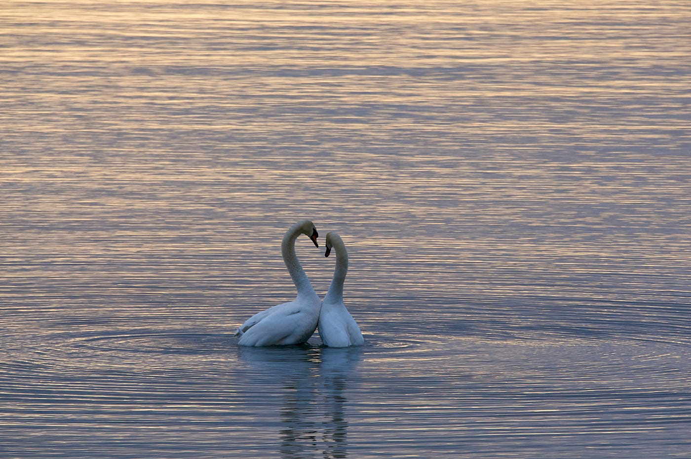 A pair of swans canoodling on a lake illuminated by the sunset.
