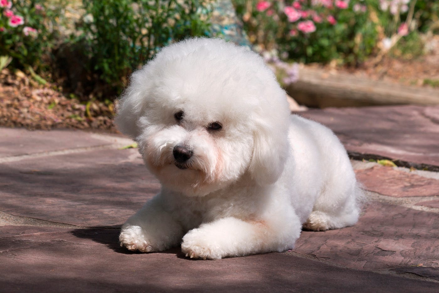 A Bichon Frise dog lying on pathway