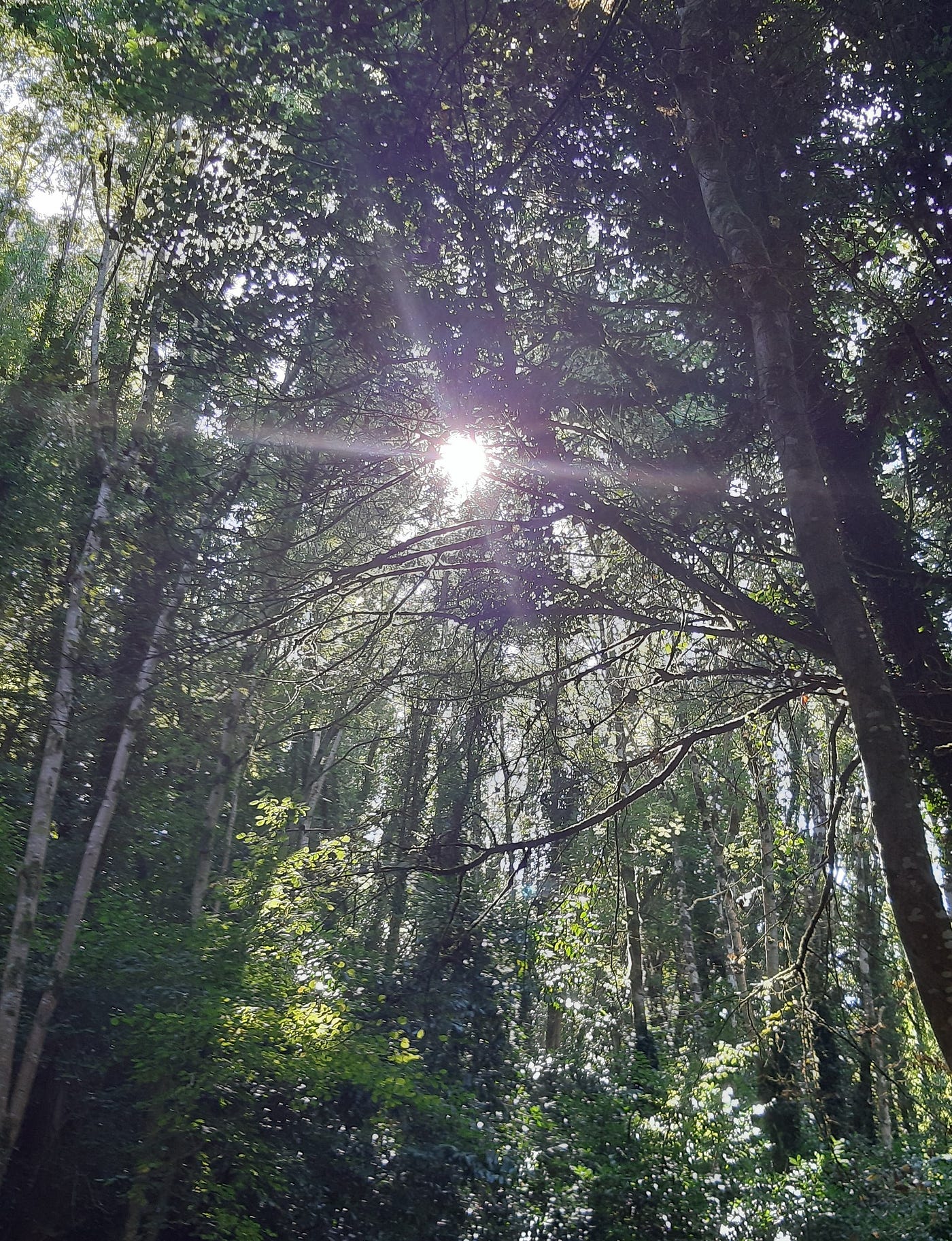 A lush green forest in the midlands of Ireland, where the sunlight dapples through the leaves, illuminating the path below.