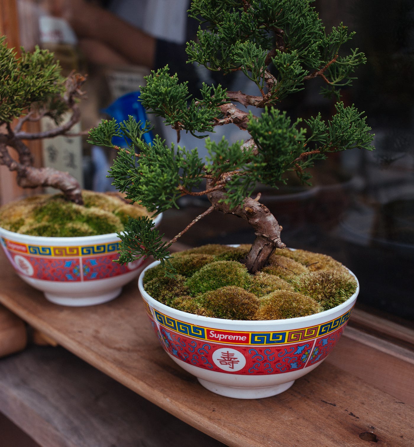 Lessons From The Bonsai Tree There Is No Such Thing As Right In By Andree Ashley T P Medium