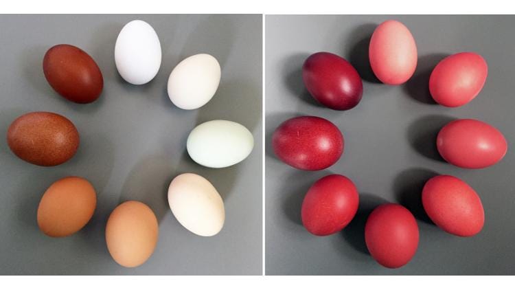 Left side is a circle of eggs from white to dark brown. The right side is the same eggs colored red, showing how the egg shell color impacts the red coloring of the eggs.