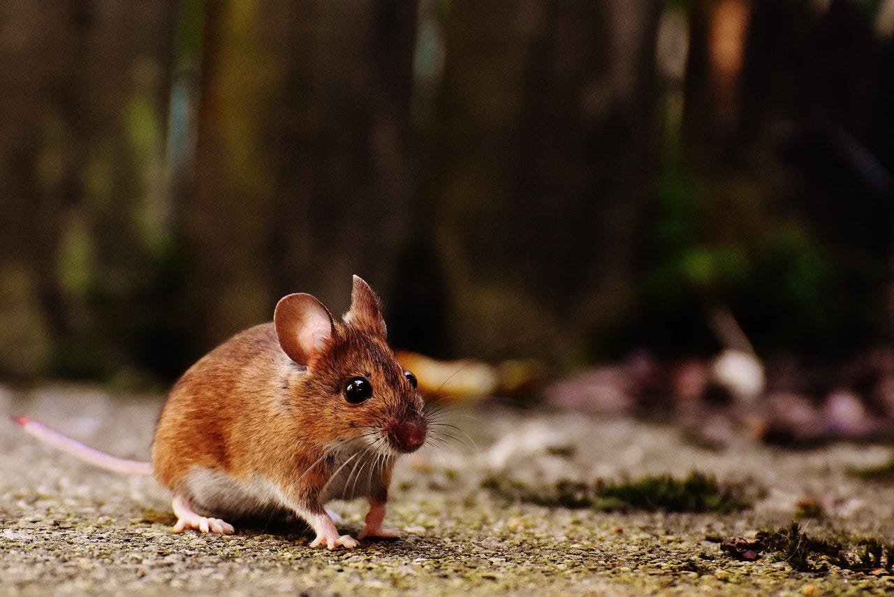 How to Get Rats Out of Your House by Pest Control South Side Medium