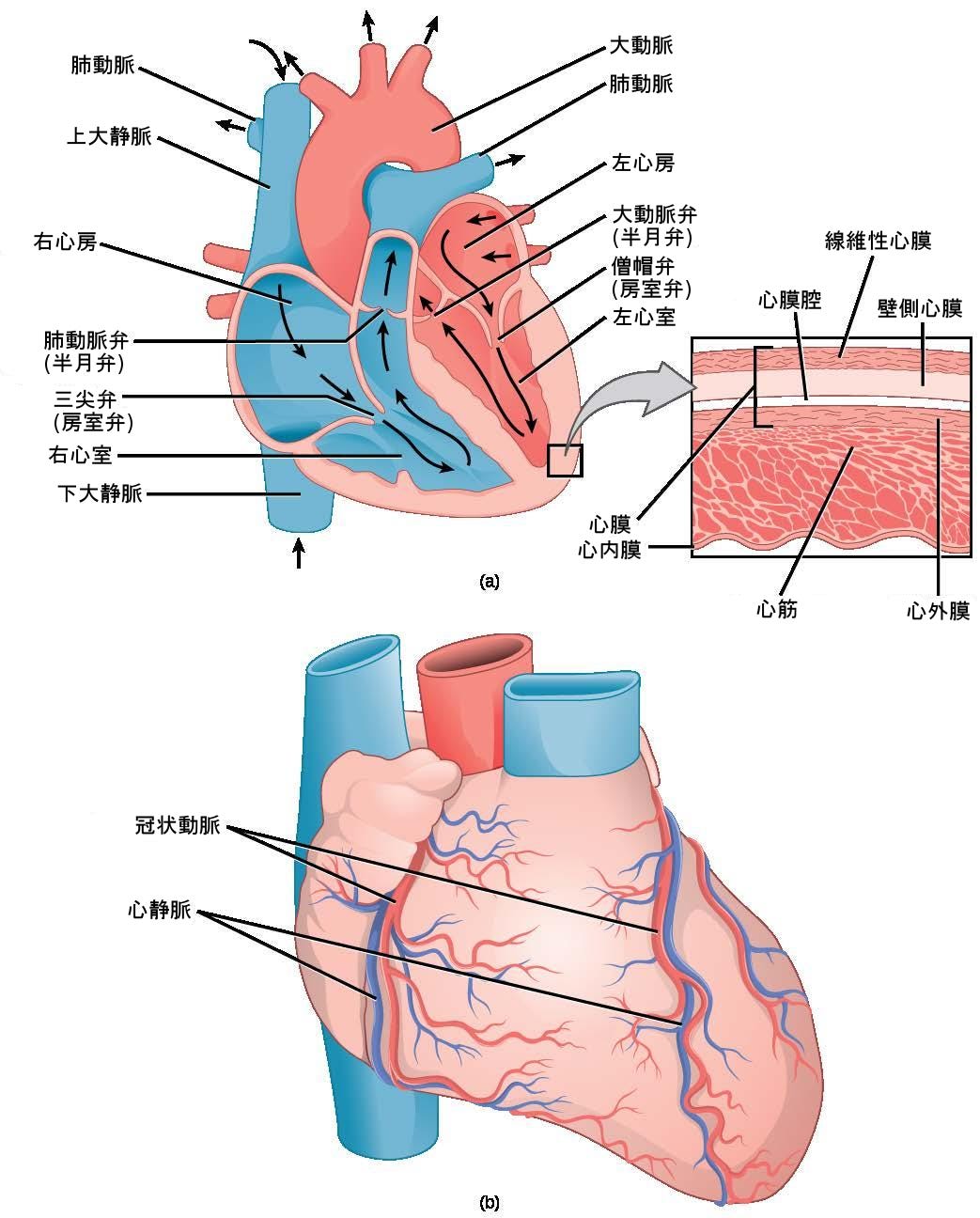 生物学 第2版 第40章 循環器系 Japanese Translation Of Biology 2e By Better Late Than Never Medium