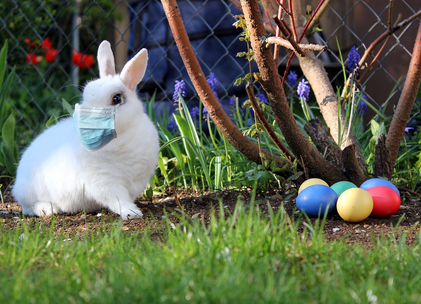 Download Can The Easter Bunny Catch Coronavirus By Regan Ashworth Medium