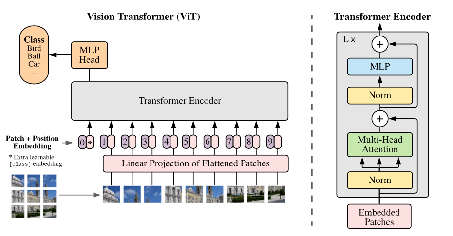 visualisation of the vision transformer model