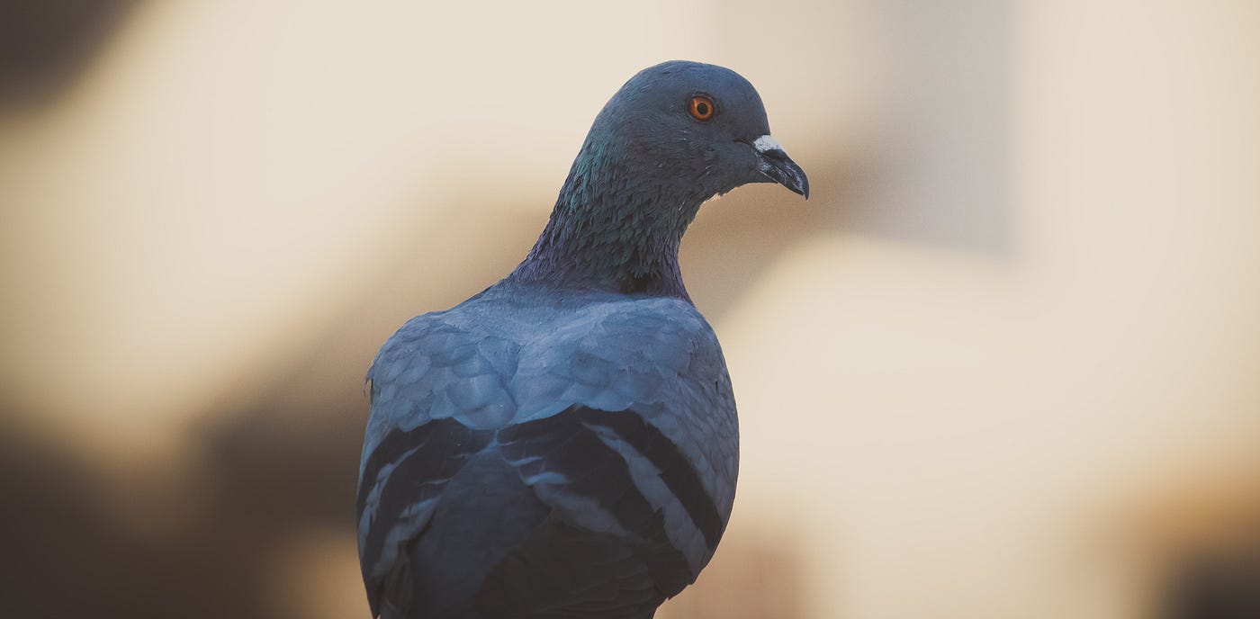 How To Race Pigeons Professionally In Your Living Room | by Sarah ...