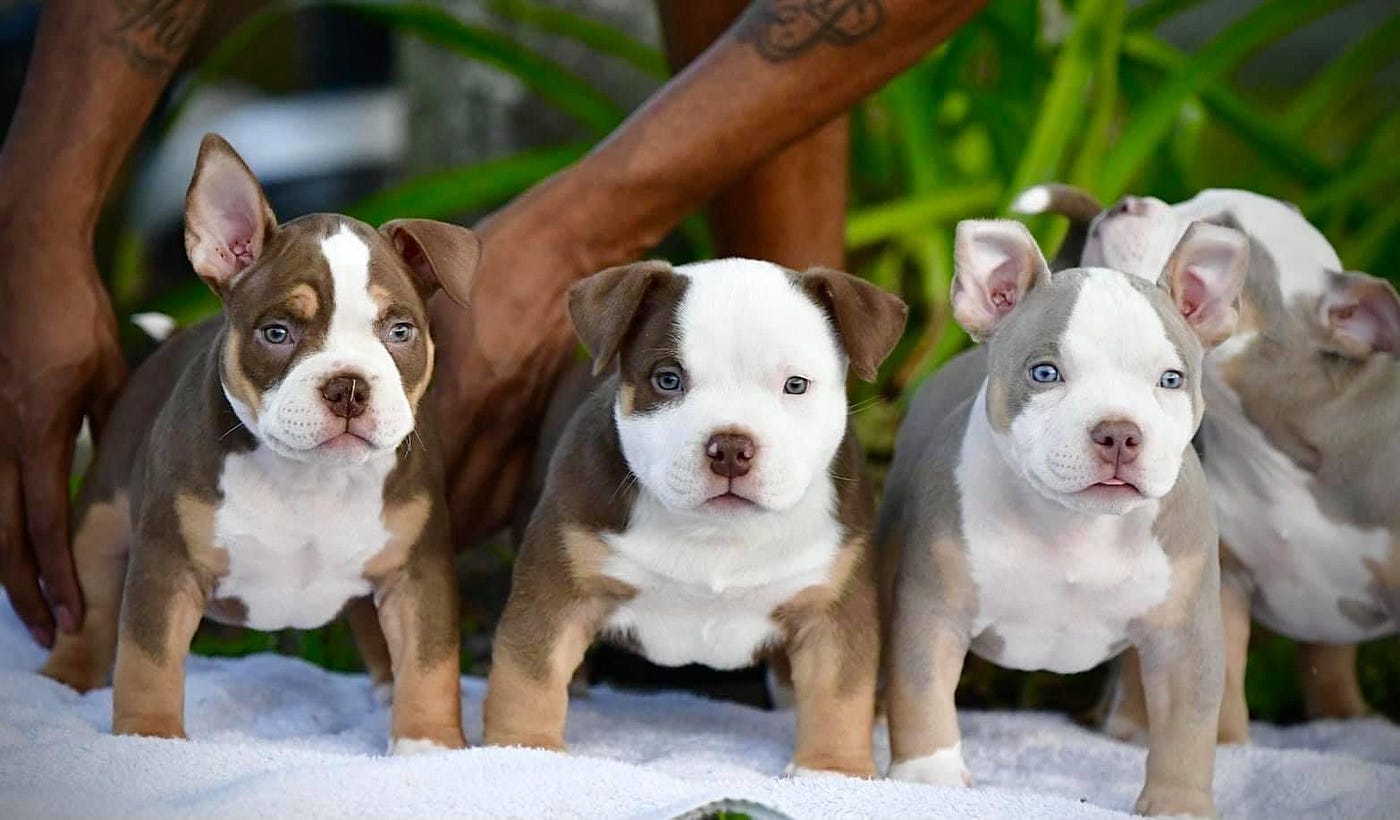 WHAT IS A POCKET SIZE AMERICAN BULLY? MICRO VS POCKET, STANDARD, XL & THE EXOTIC BULLY Venomline