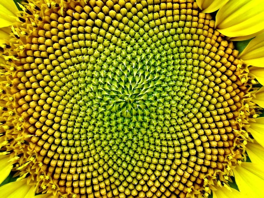 The Beauty of the Fibonacci Sequence | by Amra Sezairi | Better Programming