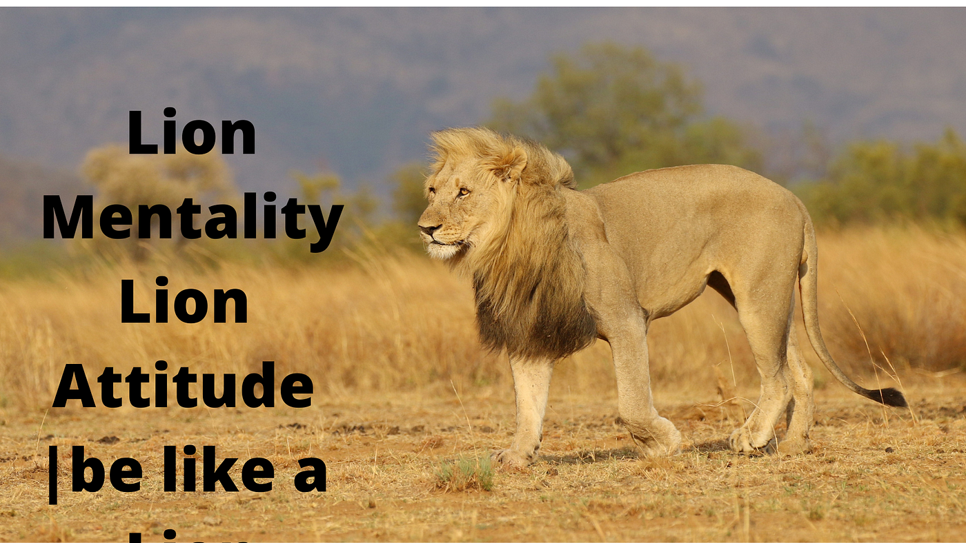 Lion Mentality Lion Attitude be like a Lion by Inspire Article Medium