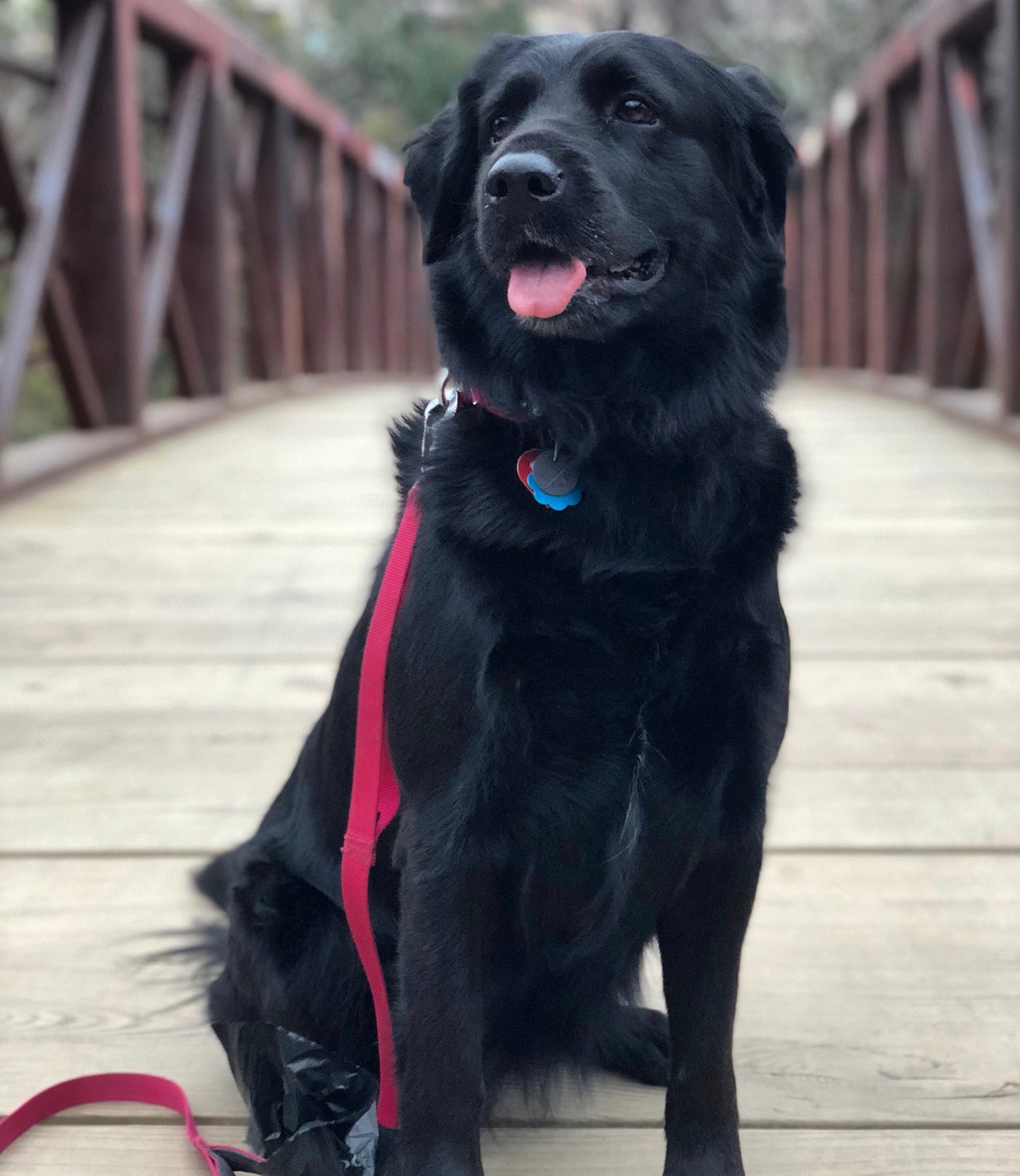 Tales of the Trail: Butler Trail at Lady Bird Lake | by Dale Blasingame ...
