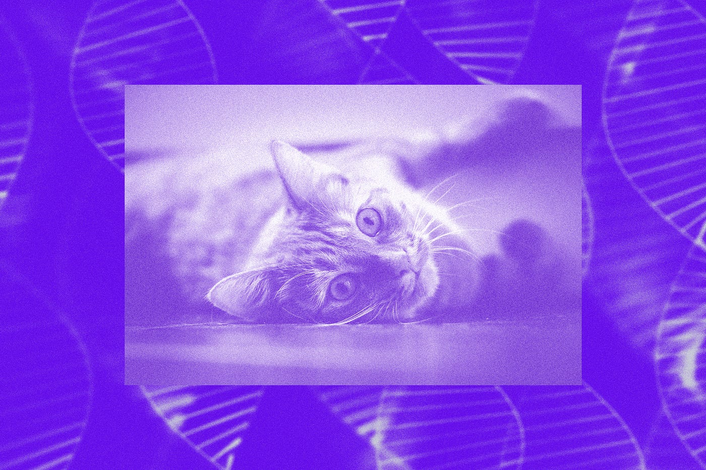 Crispr Could Finally Make The First Truly Allergy Free Cat By Emily Mullin Onezero