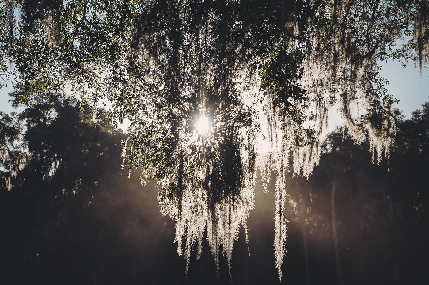 Sunshine through Spanish moss hanging from tree, with more trees in background