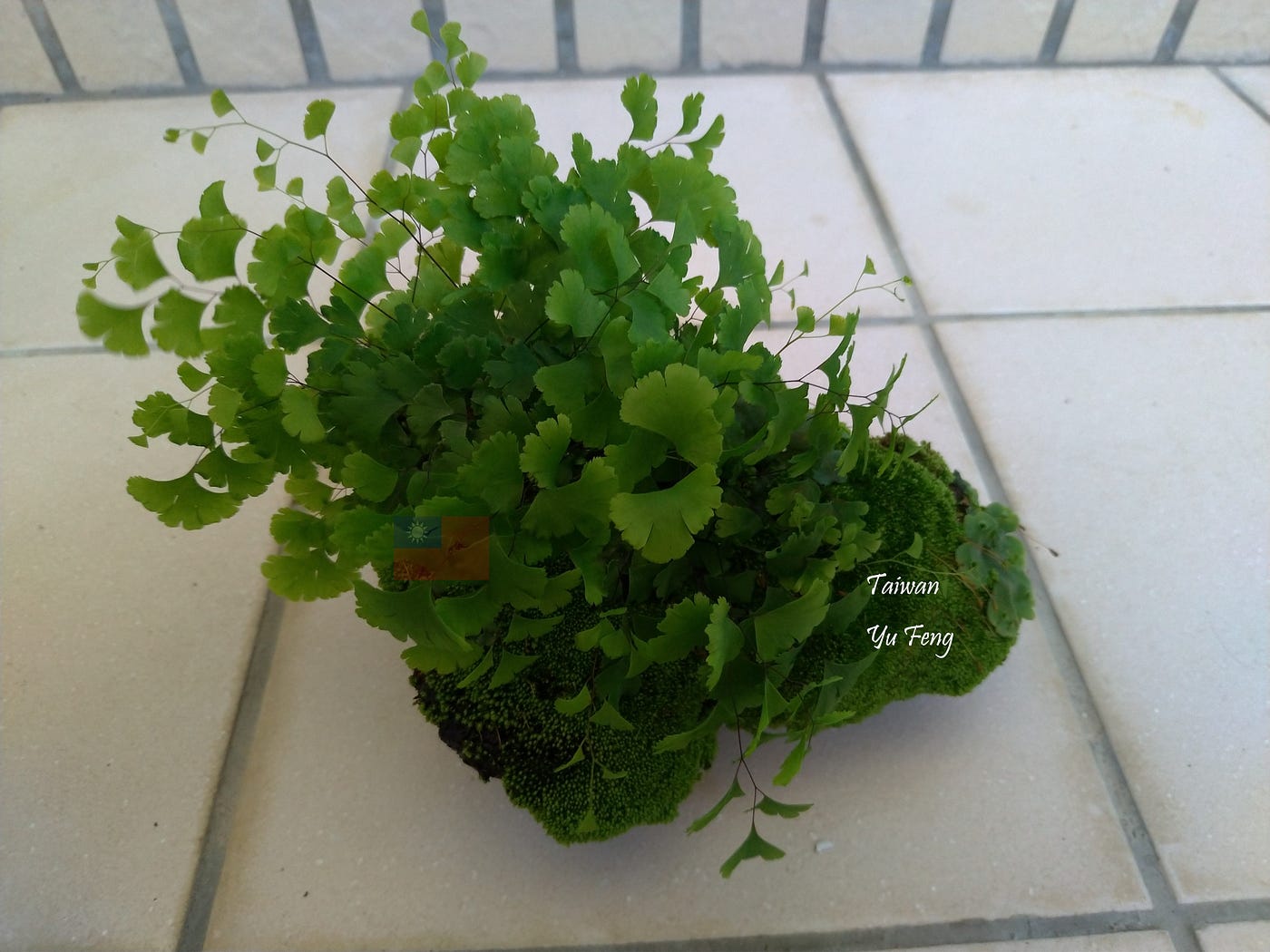 苔蘚學堂 養苔進階篇總整理 Part 1 苔類葉尖結晶形成的原因及處理方式 By Yu Feng Medium